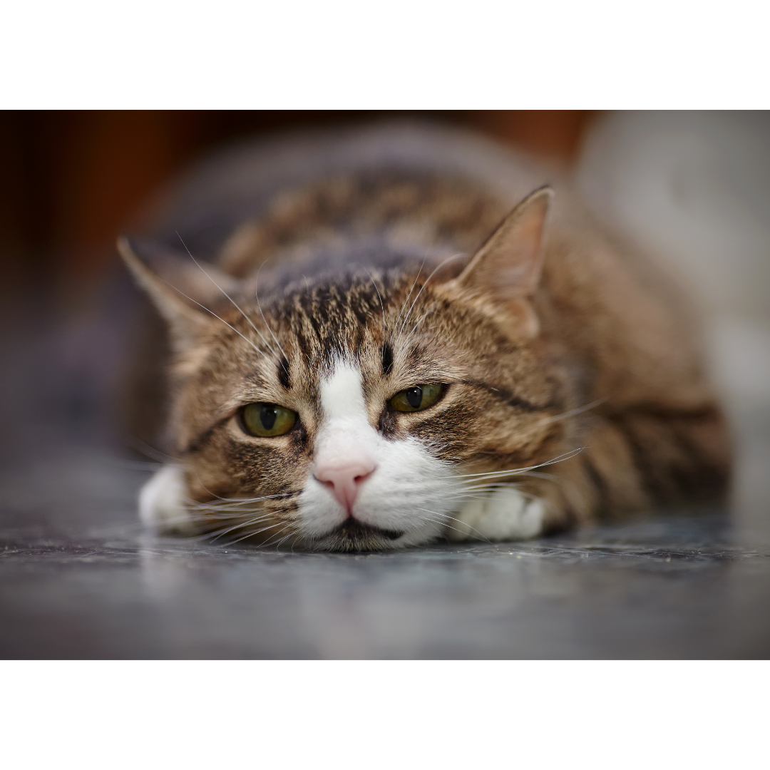 Feline Otitis Externa: A Comprehensive Overview