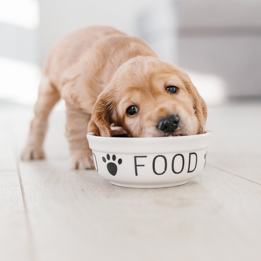 Unleashing Good Health: A Guide to Proper Dog Nutrition