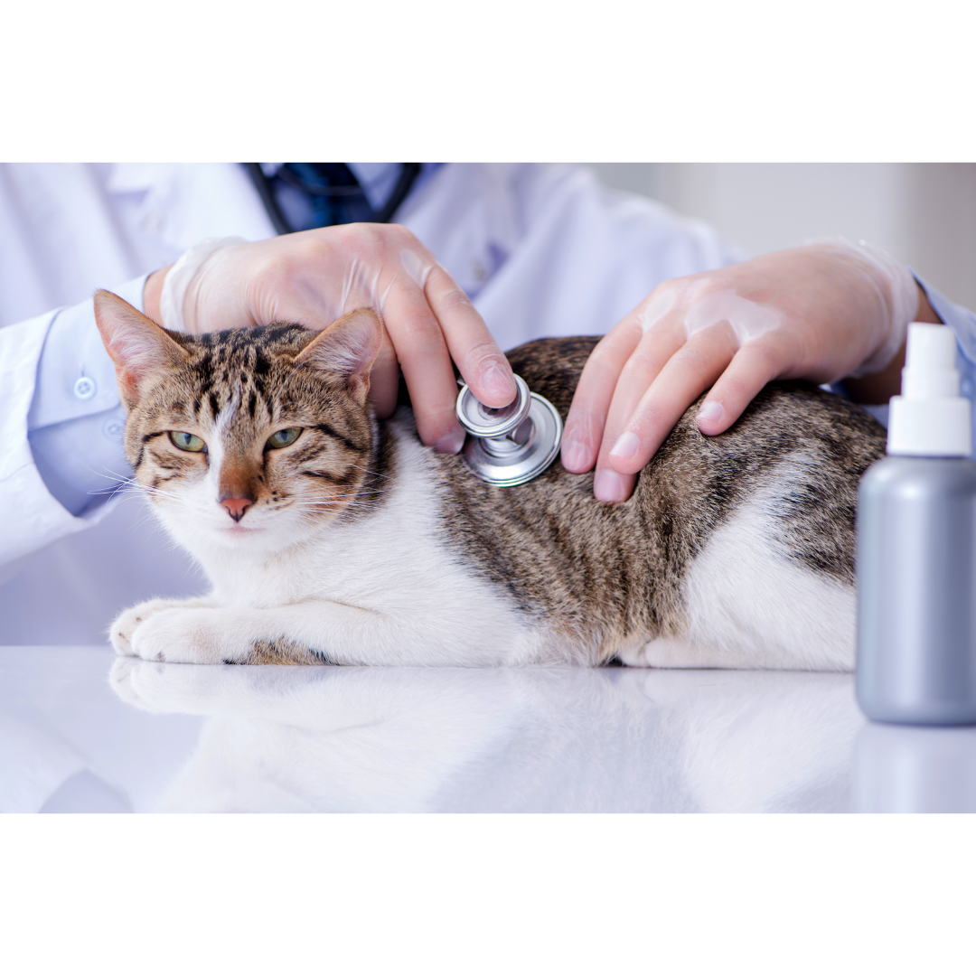 Navigating Common Health Issues in Cats: A Comprehensive Guide