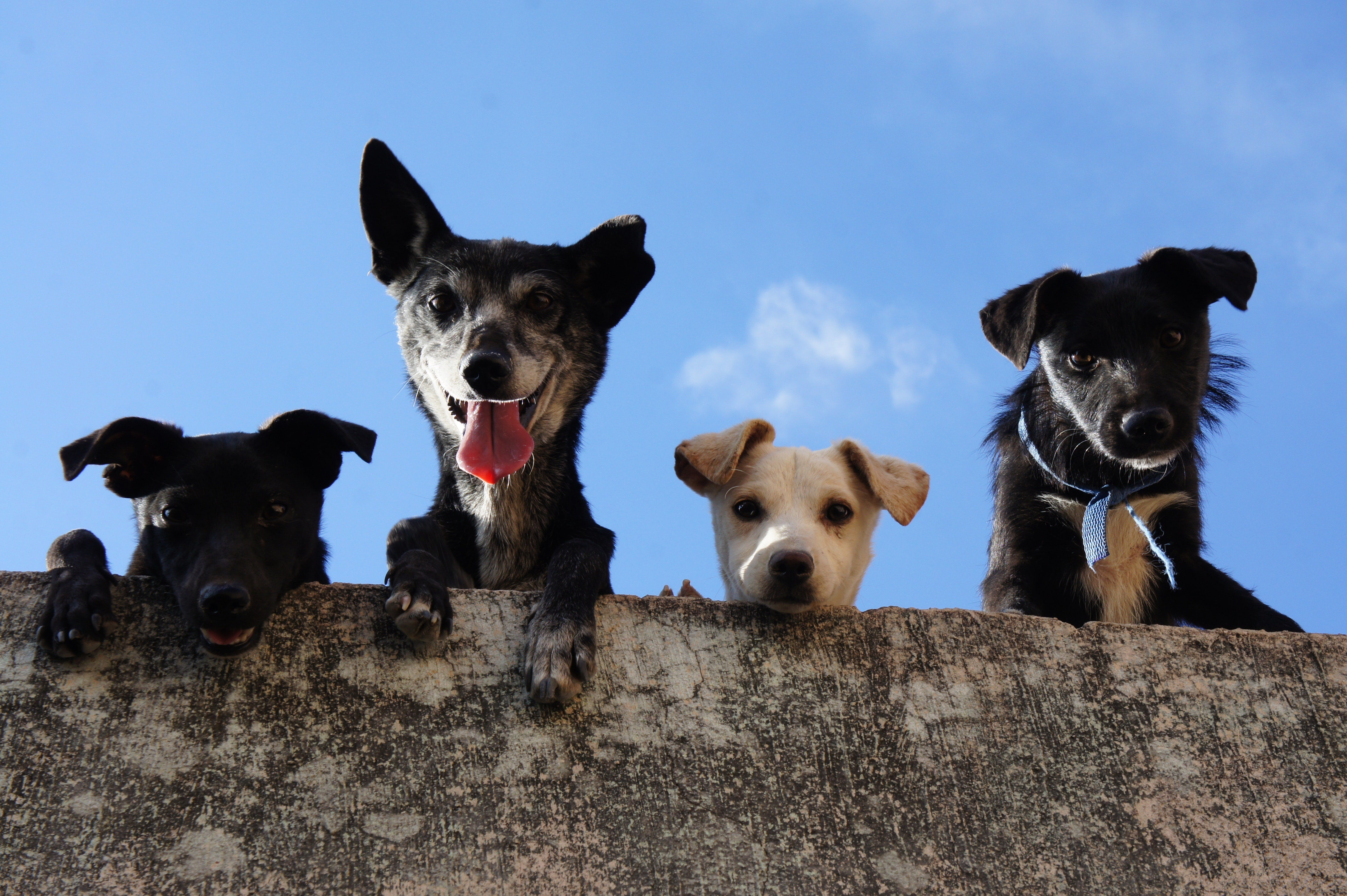 The Ultimate Guide to Dog Breeds