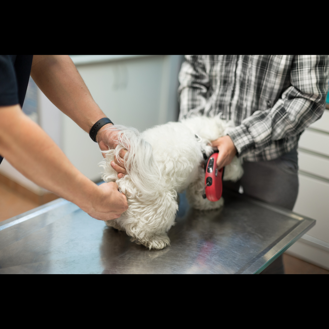 Dog Anal Sac Impaction: Symptoms, Causes, Effects, and Treatments