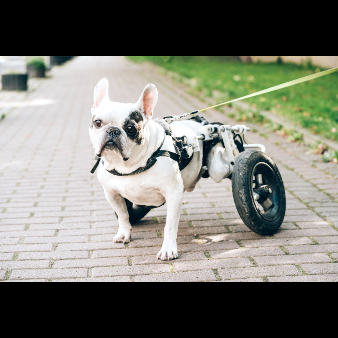 Dog Arthritis: Symptoms, Causes, Effects, and Treatments