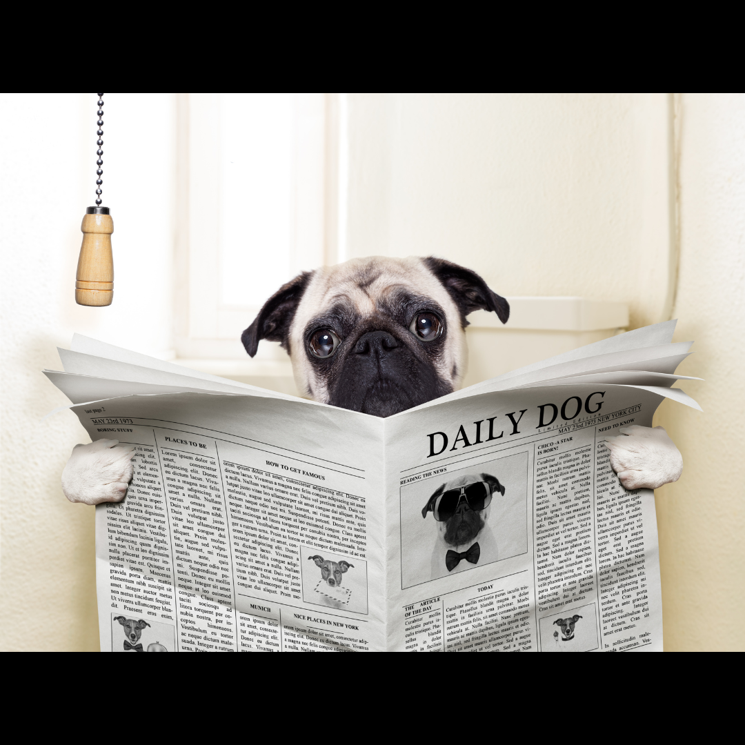 Dog Diarrhea: Symptoms, Causes, Effects, and Treatments