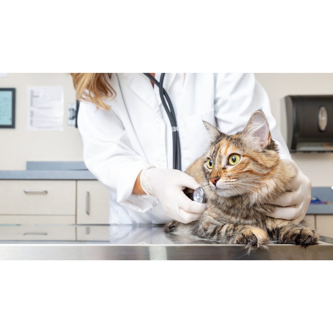 Cat Gastropathy: Symptoms, Causes, Effects, and Treatment