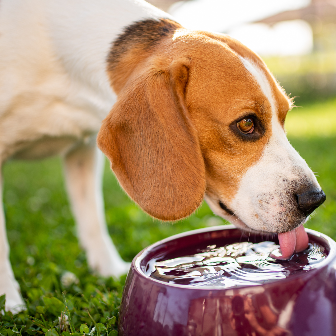 Keep Your Pup Hydrated: Why Water is Woof-derful for Dogs