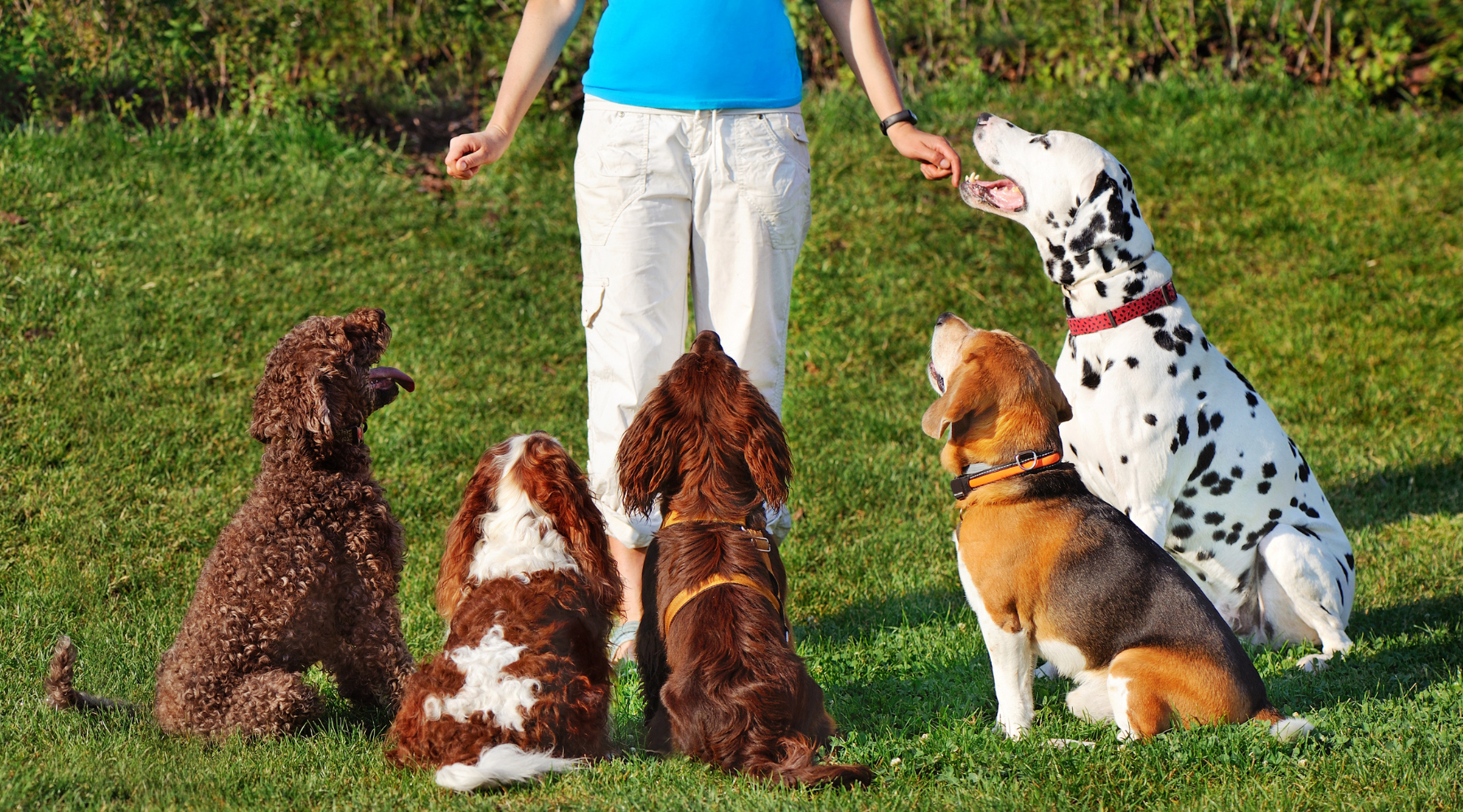 Training Tips for New Dog Owners