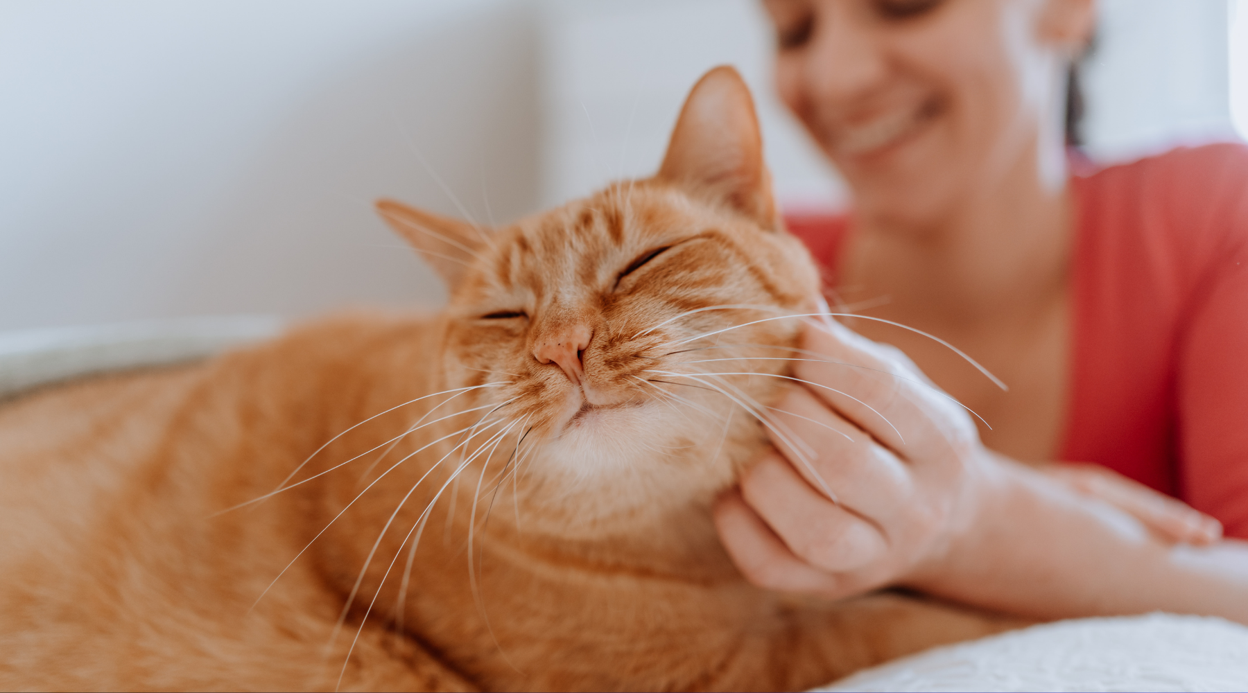 Cat Care Tips: Ensuring a Happy, Healthy Feline Friend