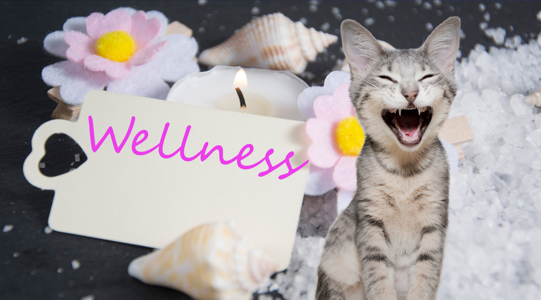 Health and Wellness: Ensuring Your Cat's Well-being