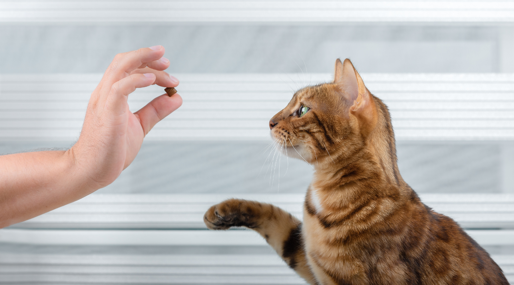 Training and Behavior Modification: A Comprehensive Guide for Cat Owners