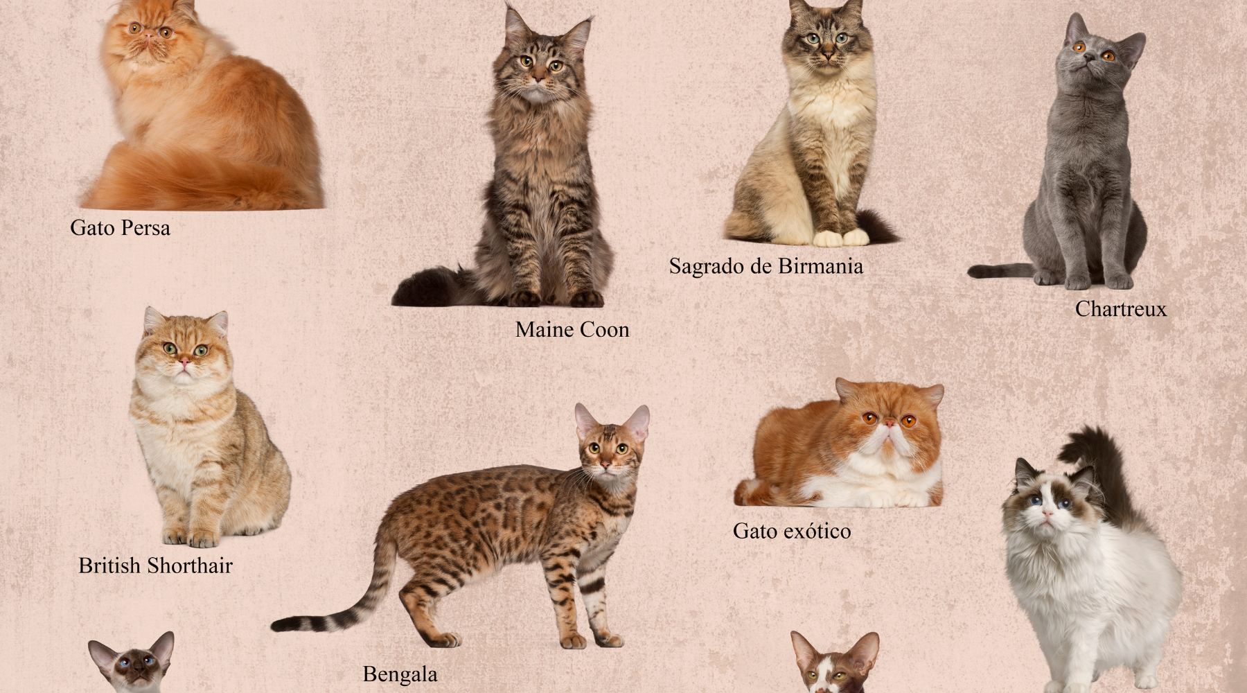 Exploring the Fascinating World of Cat Breeds