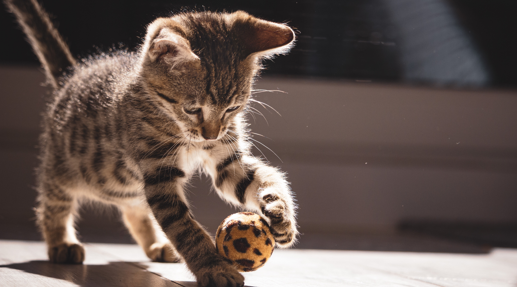 The Ultimate Guide to Cat Enrichment: Keeping Your Feline Friend Happy and Healthy