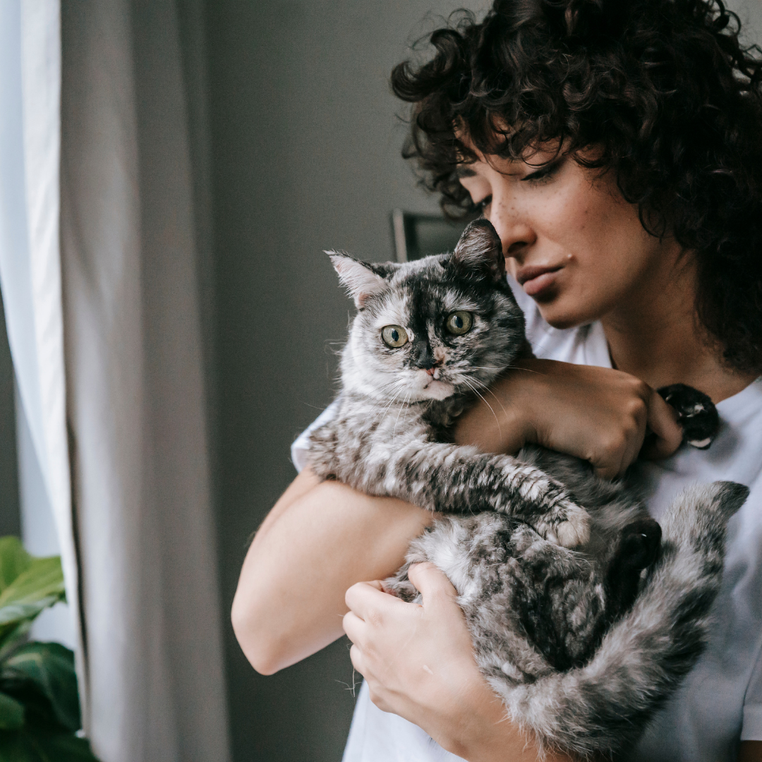 "Cat Care Chronicles: 7 Key Health and Wellness Tips Every Owner Should Know!"