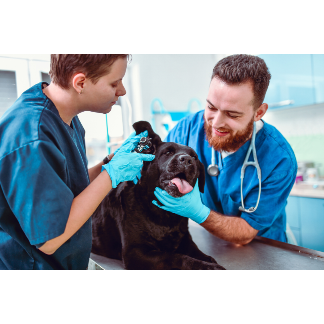 Dog Ear Infections: A Comprehensive Guide