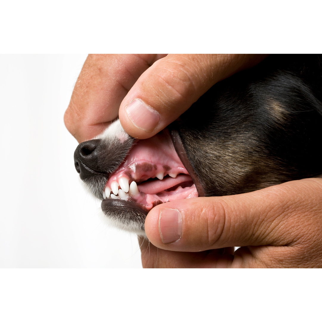 Dog Gum Disease: Symptoms, Causes, Effects, and Treatments