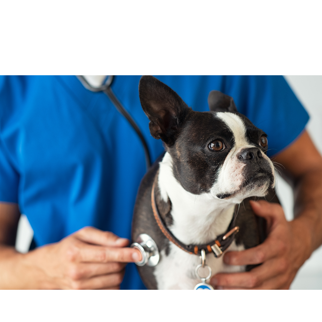 Nurturing Canine Health: Understanding and Addressing Common Health Issues in Dogs